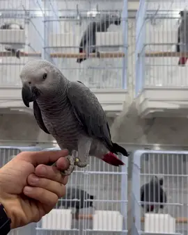 Our baby parrots are growing beautifully and are now ready for their new homes! 🐣🦜 Reservations are open — send us a message to secure your baby.” #ParrotTok #BirdTok #ParrotLovers #UsParrotsHome #BabyParrots    