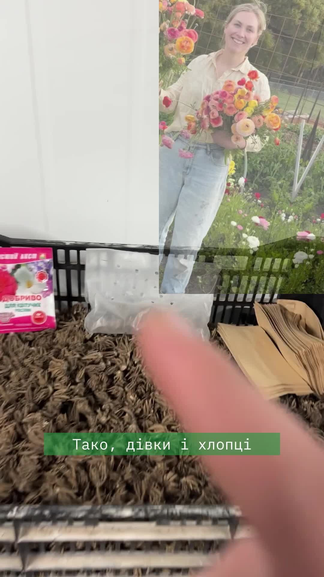 🌸 Хочете, щоб ваш сад був найяскравішим? Замовляйте преміальний посадковий матеріал ранункулюса (лютика)!