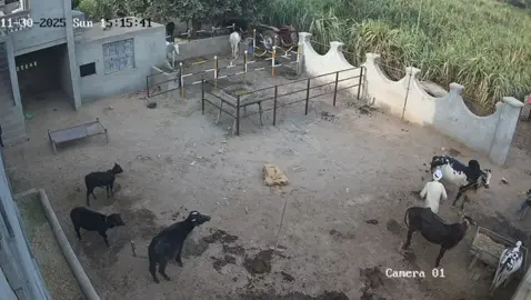 @Mr$.W@£€€D😍 @Ch Muhammad Qayyum jutt @Abdul Rouf @Rai sajjadkalyar #foryou 🫀❤️