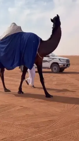 مسعوده ♥️🥇🔥. 
ٍ #اكسبلور #explore #الصياهد #الدواسر #fyp 