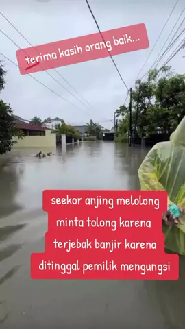 ORANG BAIK #orangbaik#dog#rescue#viral #viralvideo 