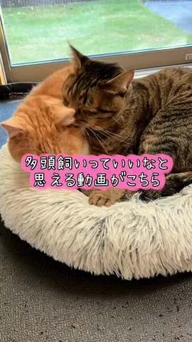 ペットショップの子も、保護されたお外の子も同じようにみんな可愛いと思って貰えたら嬉しいです🥰そして多頭飼いも最高です！癒しすぎる…☺️猫ちゃんの性格によるかもしれませんが、我が家は先住猫のそらくんと後から来たかいくんは徐々に距離を埋めてこんなに仲良くなりました🥰多頭飼いを検討されてる方の参考になれたら嬉しいです🥰 #猫#ス#スコティッシ保護猫 #かい #多頭飼い