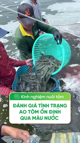 Đánh giá tình trạng ao tôm qua màu nước  #xuhuongtiktok2025 #leanrontiktok #nuoitomcongnghecao #tomthechantrang #winaqua 