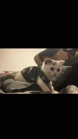 som Jun បទ meowស្មោះគ្រប់ជាតិ #fyppppppppppppppppppppppp#viral #khmersong #feelings #khmercover 