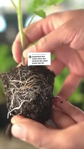 Membalas @garfie66  asam humat 👉@TANIPEKARANGAN  Bongkar rahasia cara menanam tomat agar subur dan berbuah lebat! 🍅🔥 ​Banyak yang gagal karena salah pupuk di masa awal tanam. Simak resep pupuk NPK, MKP, dan KNO3 yang tepat di video ini. Jangan lupa pruning tunas air ya! ​Resep Kocor Generatif: ✅ 3 sdm MKP ✅ 5 sdm KNO3 Putih (per 10 Liter air)#tipsberkebun #tomat #tipsberkebun #petanimuda 