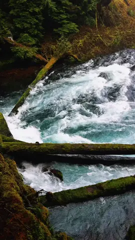 McKenzie River Hiking Trail, Oregon #Hiking #pacificnorthwest #waterfalls #CapCut  