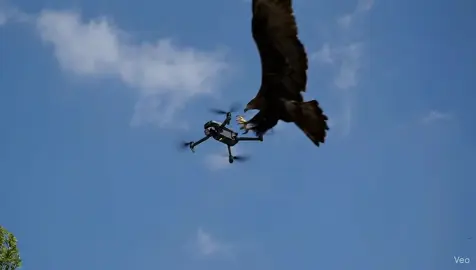 Tưởng quay cảnh đẹp ai ngờ bị bắt cóc bởi… đại bàng! 😂 #f#flycamd#droned#droneviewd#dronevideodronecapture