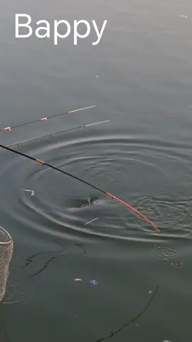 ফরিদপুর ফিসিং জোনে চমৎকার সাইজের কাতল মাছ ধরলেন কবির ভাই #মাছধরা #tiktokvairal #fishing #vairal #tiktok 