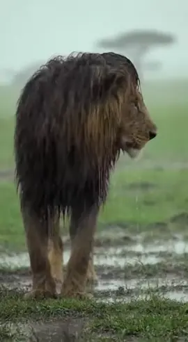 The protector of the savannah.. Let them safe and still breathing as like a humans. #Save All Lion's  #JusticeForAllLion's #JusticeForBRBCoalitio #WildNightVision