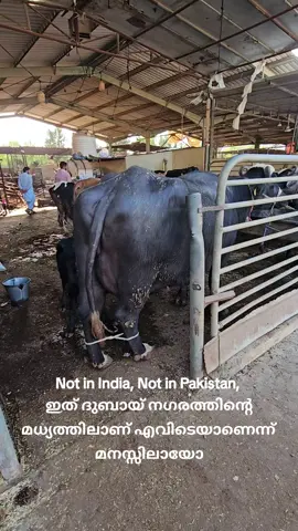 ദുബായ് നഗരംഗത്തിലുള്ള ഈ സ്ഥലം ഏതാണെന്ന് മനസ്സിലായോ? #foryou #viralvideo #dubai #tiktokuae #india 