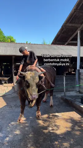 iki yo innova bahan bakar suket🤣🔥🐮#wisnufarm #sapijumbo #fyp #cowboy #peternaksapiindonesia  