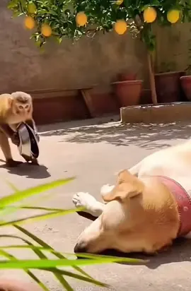 🐒🐶 When your best friend is from a different species but still gets your chaos. 😂😂 #monkeyanddog  #comedyduo #laugh #fyppppppppppppppppppppppp 