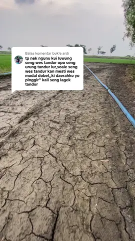 Membalas @buk'e ardi #gabahbalap🌾 #kepohbaru_bojonegoro 