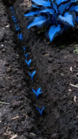 December’s Most Enchanting Plant🌿Black Friday Deal - Add magic to your home before the sale ends!#hosta#hostaseeds#christmasdecor#growwithme#seedstarting