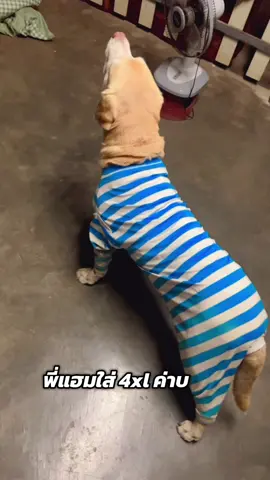 #ชุดหมา #ชุดสุนัข #เสื้อผ้าสัตว์เลี้ยง #ชุดสัตว์เลี้ยง #เสื้อผ้าหมา 