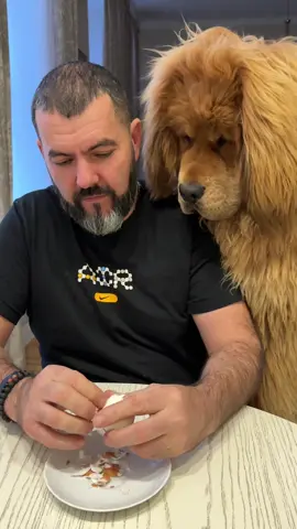 #тибетськиймастиф #tibetanmastiff #mastiff #тибетскиймастиф #мастиф 