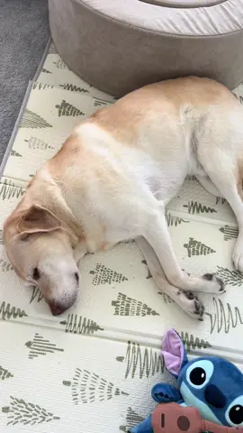Sometimes I wish my dog and I could switch places for a day 😂 rough night of sleep with the little one  #labsoftiktok #yellowlabsoftiktok #yellowlabrador #momlife 