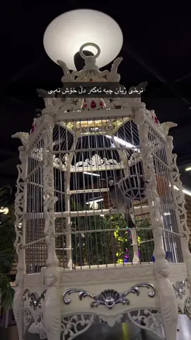 #shaqrawa #xoshnaw #foryou #foryoupage 