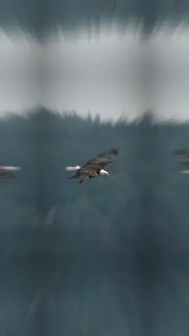 #CapCut #تصميم_فيديوهات🎶🎤🎬 #لايك__explore___ #اكسبلورر #ترندات_تيك_توك 