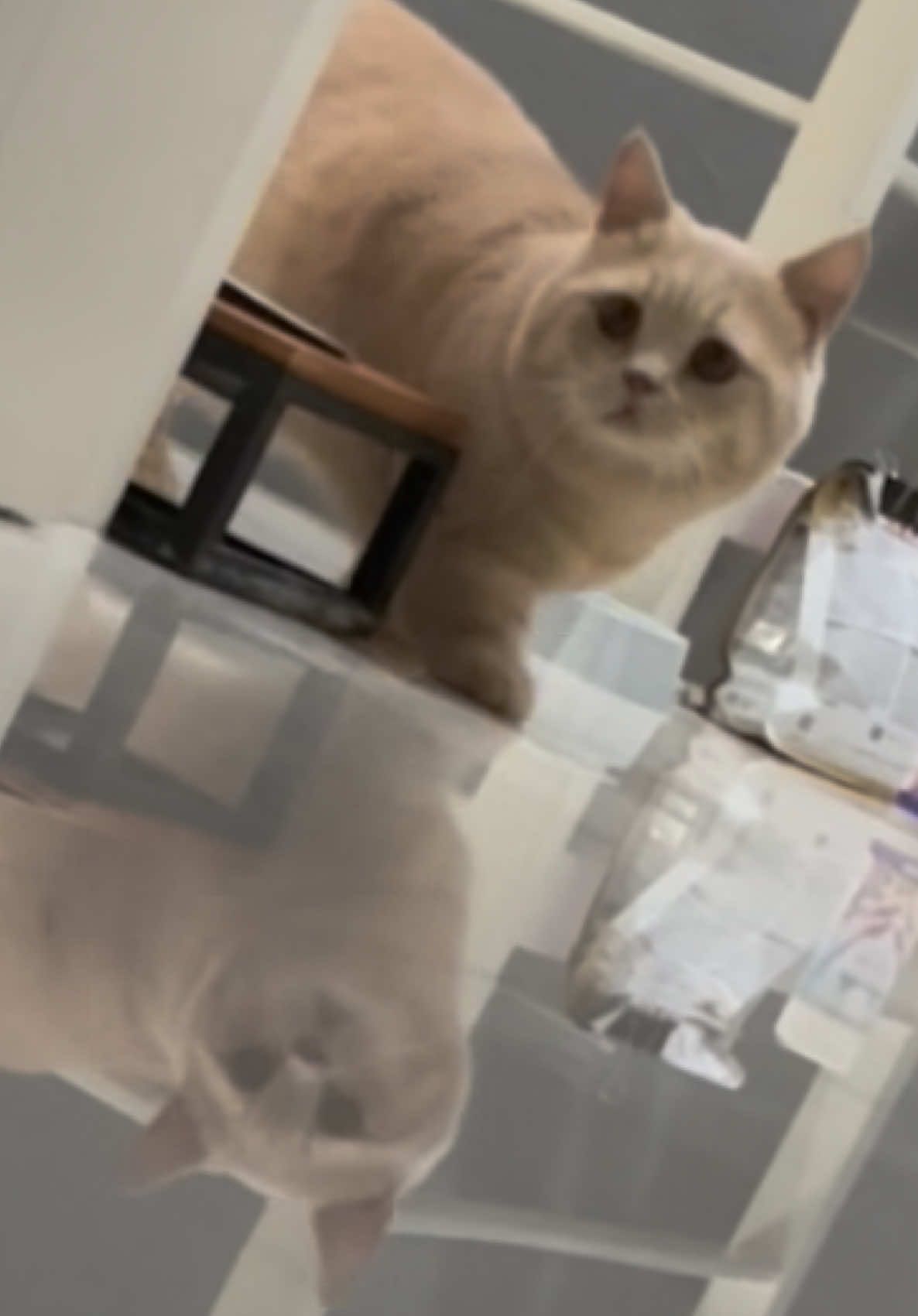 dicariin anak ganteng😽