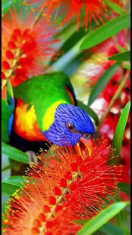 tiếng chim hót nhất#xuhuong 