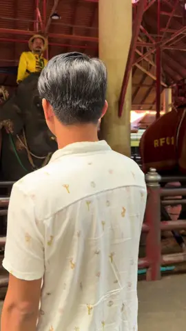 Elephant riding at Nongnooch Pattaya Garden. #elephant #pattaya #thailand  