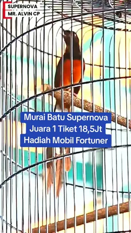 Tiket Utama 18,5jt MURAI BATU SUPERNOVA Juara 1 Bawa Pulang Mobil FORTUNER‼️