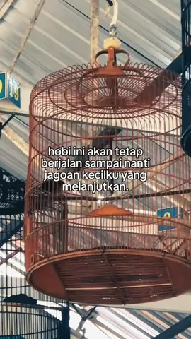 #muraibatuindonesia #kicaumania 