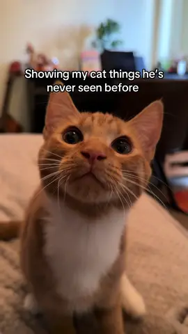 Everyday is a school day #fyp #foryoupage #orangecat #trend #kitten 