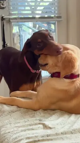 Try not to laugh 😂😂😂 #animals #dog #cat #haha #dogslovers 