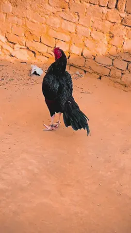 Shoq❤️‍🩹🖤😍