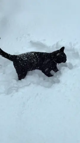 The first ones outside after the fresh snowfall.  #snow #pets #dog #cat #fyp 
