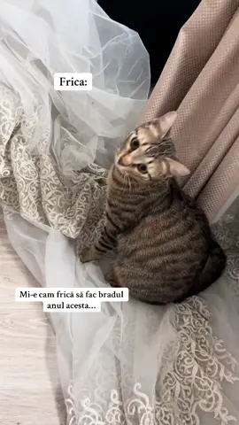 😁😁😁 #cat#viral#nice 