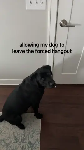 the side eye before I opened the door 🤣 #dogsoftiktok #dog #cutedog #fyppppppppppppppppppppppp #viraltiktok 