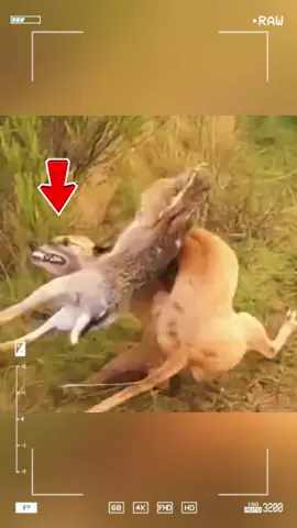 The hare’s turbo engine left the hounds in the dust. #wildanimals #animal #fyp 