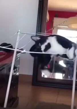 #cat #cats #popular #edit #fyp #foryou #capcut #meme #рек 