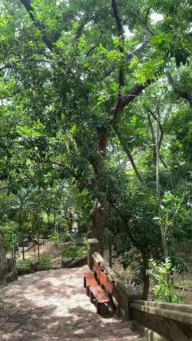 Trên Núi Tam Thai - Đà Nẵng #chuatamthai #danang #nguhanhson 