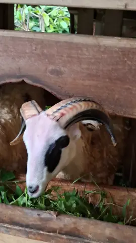 jajalon #dombagarut #peternakdombaindonesia #hpdkijawabarat #hpdkidombagarut #fyp