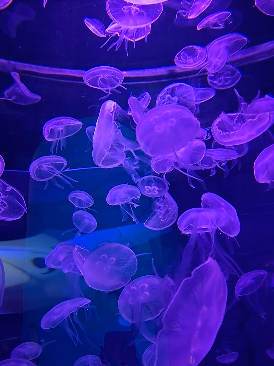 #siamoceanworld #sealifebangkok #สยามโอเชียนเวิลด์ #ซีไลฟ์แบงคอก 