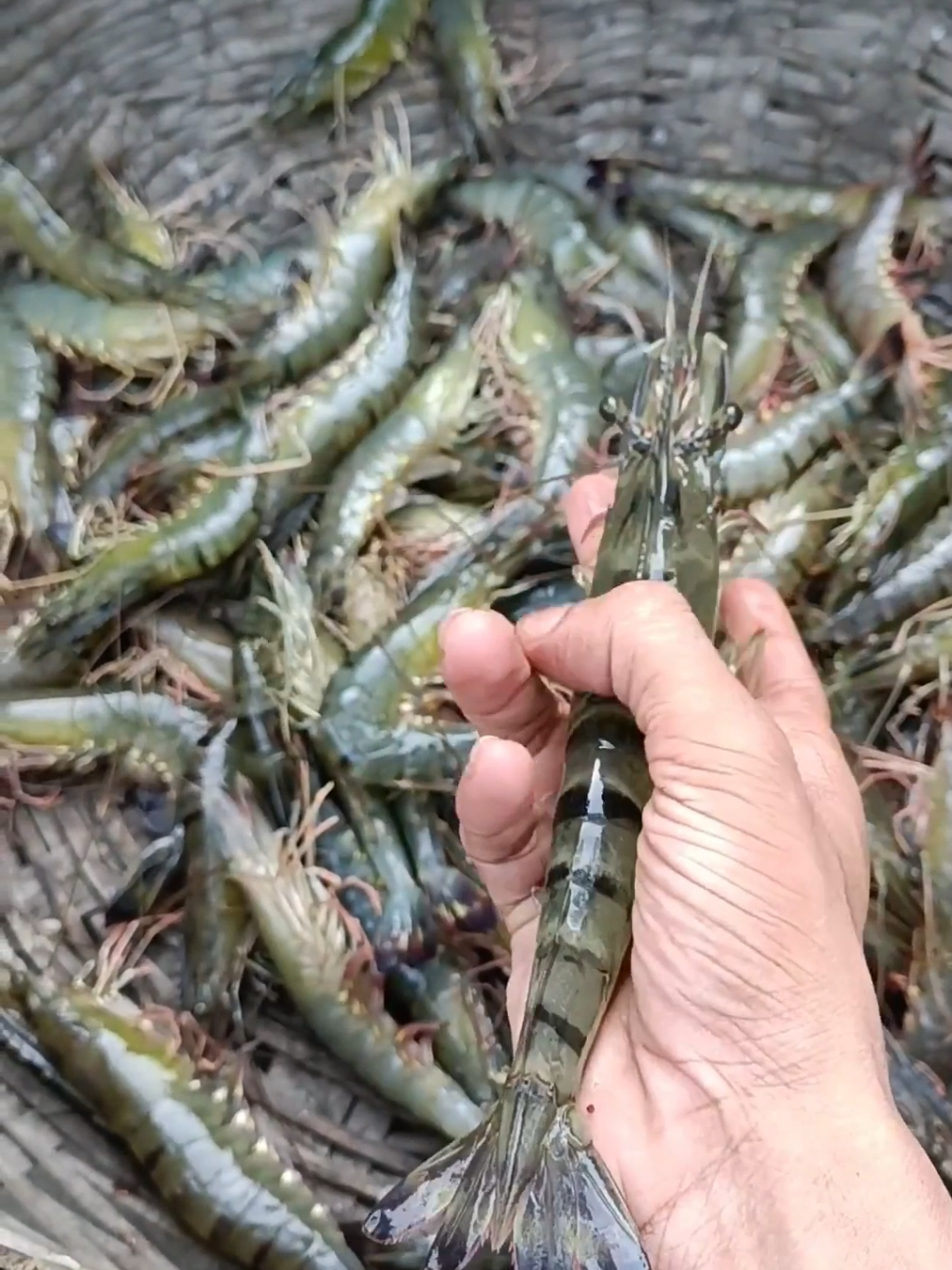 🦐 Que seja projeto pequeno ou grande, dá pra começar a criar camarão no quintal e vender tudo o que você produz. Aulas, fornecedores, acompanhamento e passo a passo completo. 👇 Clique no link do perfil e comece sua criação hoje.