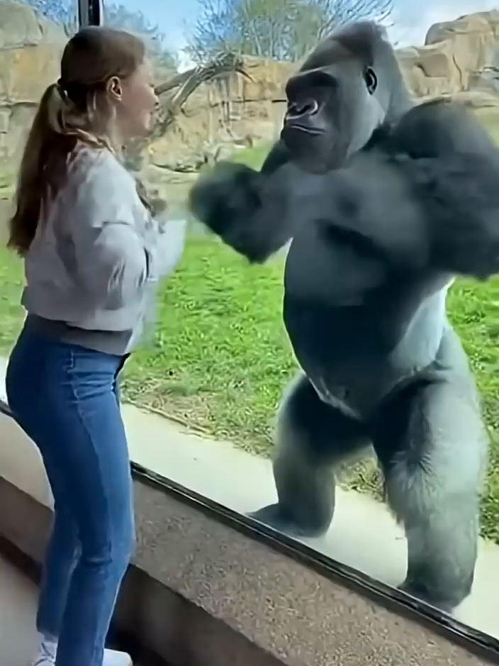 Gorilla Loses Patience and Explodes BROWN Flood! 😂🦍🌧️ #instantkarma #aivideo  #gorillarevenge #zoo#shorts #gorilla #funny