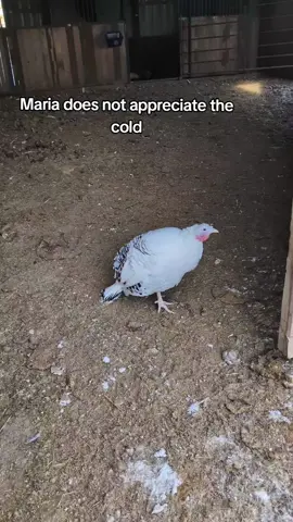 -3 and Maria has some opinions #turkey 