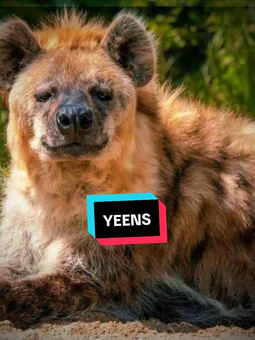 💕 I summon the Yeens 💕 #CapCut #hyena #yeen #furrytiktok #sillylittleguys 