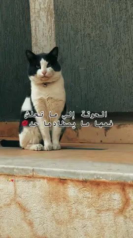 W taa taa😂❤️#fyp #foryou #fy #capcut #الشعب_الصيني_ماله_حل😂😂 