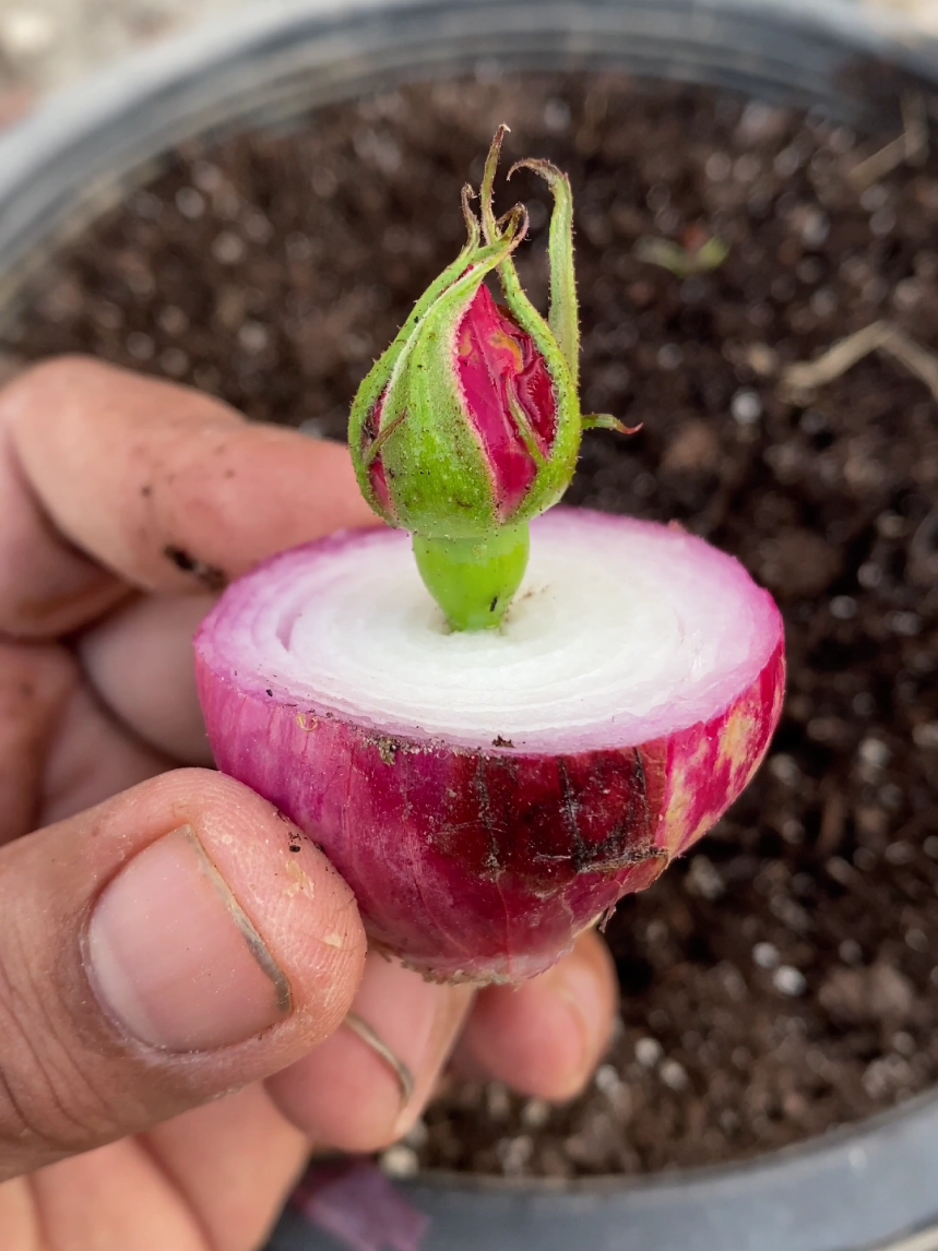 how to grow rose at home #garden #fyp #foryoupage #plants #viral 