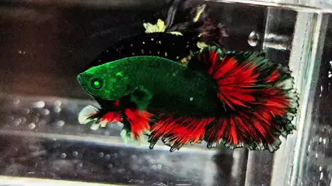 #xuhuongtiktok #bettafish #🤣🤣🤣🙃🙃🙃😆😆😆 