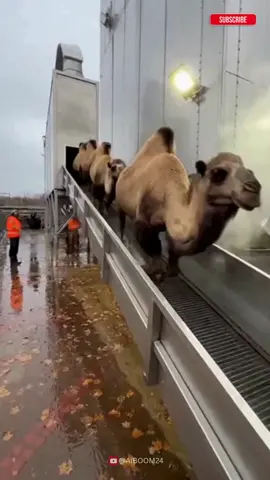 #foryoupage #trending #1millionaudition #ai #fyppppppppppppppppppppppp 