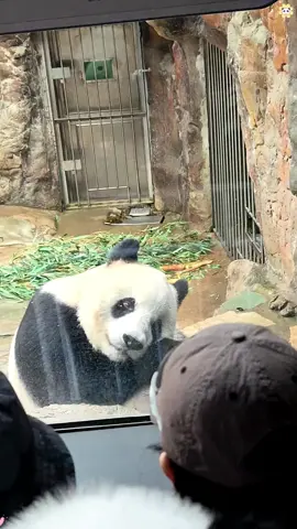 Panda 🐼 so cute #panda #pandapuppy #kongfupanda #pandababy #pandalover 