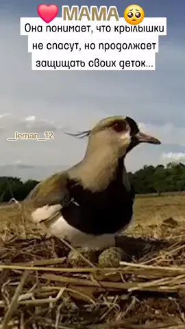 Вам нравится мои видео ролики? #подпишись#мама  #рекомендации #❤️ 