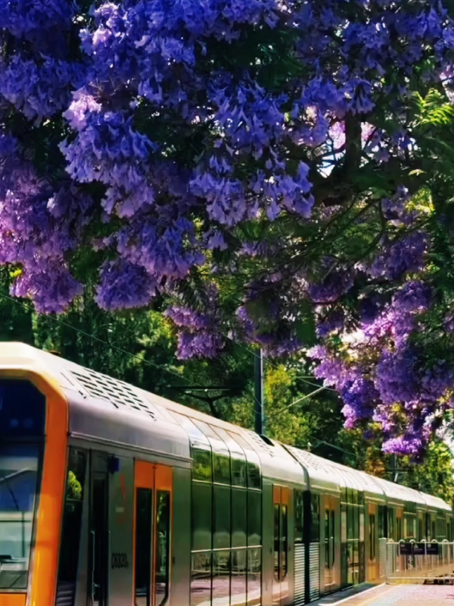 #كلام_من_ذهب #لا #saadiaelhabib #nature_🌿 #حكم 